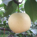 Top Quality Fresh Golden Pear/Crown Pear